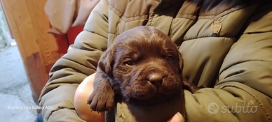 Cuccioli di Labrador Retriever neri e cioccolato