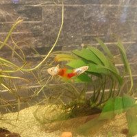 Platy maschi a Feltre