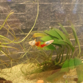 Platy maschi a Feltre