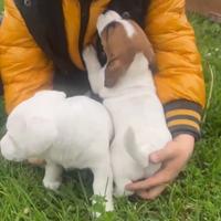 Cuccioli di jack Russell