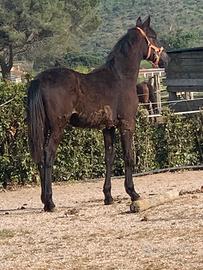 Puledro