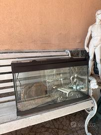 Acquario pesci