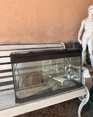 Acquario pesci