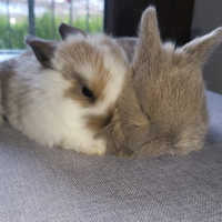 Cuccioli conigli mini lop