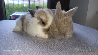 Cuccioli conigli mini lop