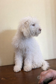 Cuccioli Lagotto romagnolo
