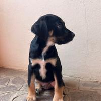 Cucciolo cane