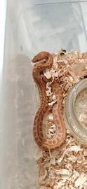 Boaedon capensis albino maschio