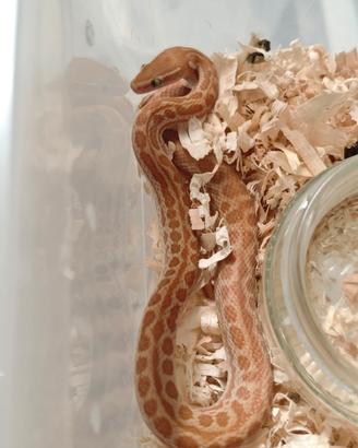 Boaedon capensis albino maschio