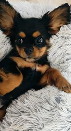 Disponibile cucciolo di Cavalier King Nero Focato