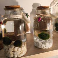 marimo in ampolla da 17 cm