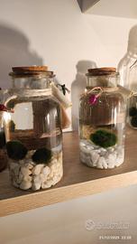 marimo in ampolla da 17 cm