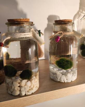 marimo in ampolla da 17 cm