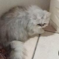 Miao miao bianco neve che ama le coccole