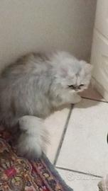 Miao miao bianco neve che ama le coccole