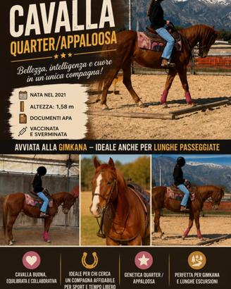 cavallo