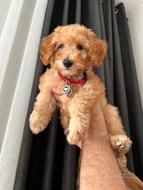 Cuccioli di barboncino nano