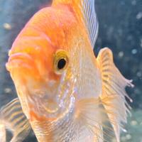Pesce scalare