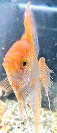 Pesce scalare