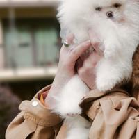 Spitz di Pomerania nano