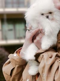 Spitz di Pomerania nano