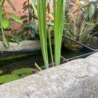 iris palustri | Piante da Laghetto