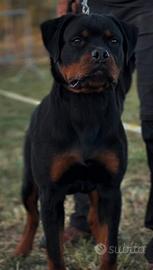 Cucciolo rottweiler da show e lavoro