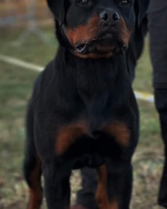 Cucciolo rottweiler da show e lavoro
