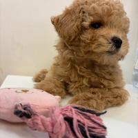 Cuccioli di barboncino