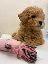 Cuccioli di barboncino