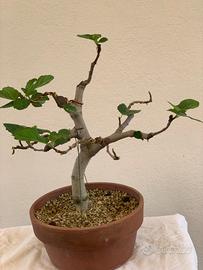 Prebonsai