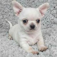 CHIHUAHUA CUCCIOLI BIANCHI ITALIANI pag in 12 rate