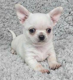 CHIHUAHUA CUCCIOLI BIANCHI ITALIANI pag in 12 rate