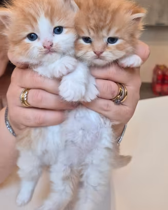 Cuccioli di Persiano