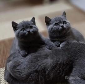 Scottish straiting/british