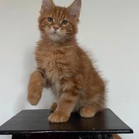 Cuccioli di maine coon