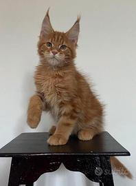 Cuccioli di maine coon