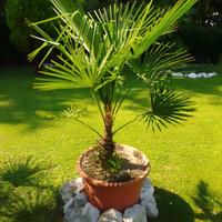 pianta da giardino