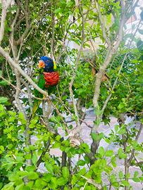 Lory Arcobaleno ?. Allevato a mano