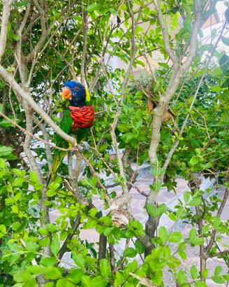 Lory Arcobaleno ?. Allevato a mano