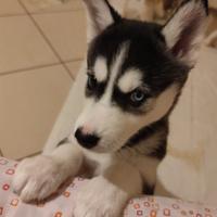 Husky