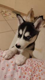 Husky