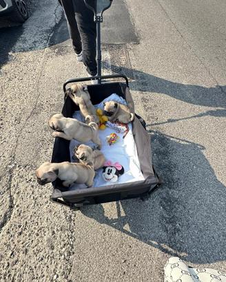 Cuccioli di carlino