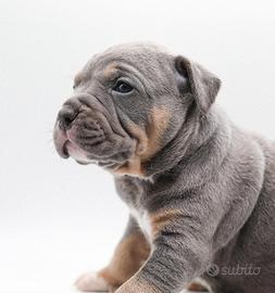 American pitbull terrier