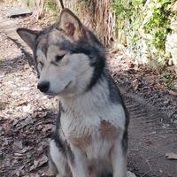 Cucciolone Alaskan Malamute LEGGERE BENE