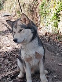 Cucciolone Alaskan Malamute LEGGERE BENE