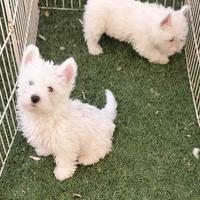 West highland w. terrier