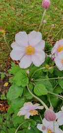 3 rizomi di anemone giapponese rosa