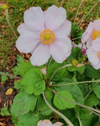 3 rizomi di anemone giapponese rosa