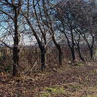 GRATIS - Potatura / Legna / Cippato